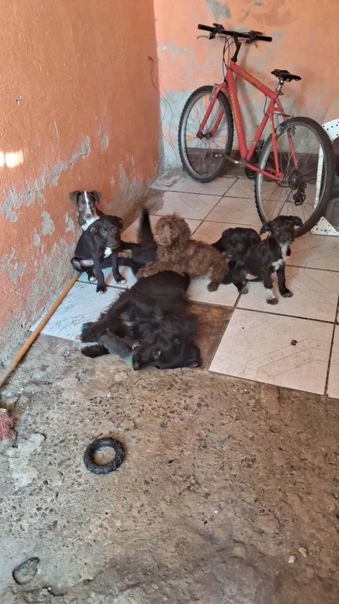 Cachorro ra a SRD-ViraLata idade 2 a 6 meses nome Não tem nome