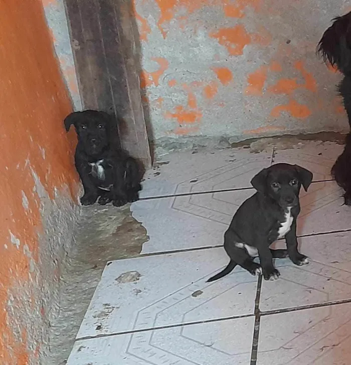 Cachorro ra a SRD-ViraLata idade 2 a 6 meses nome Não tem nome