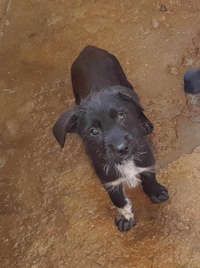 Cachorro ra a SRD-ViraLata idade 2 a 6 meses nome Não tem nome