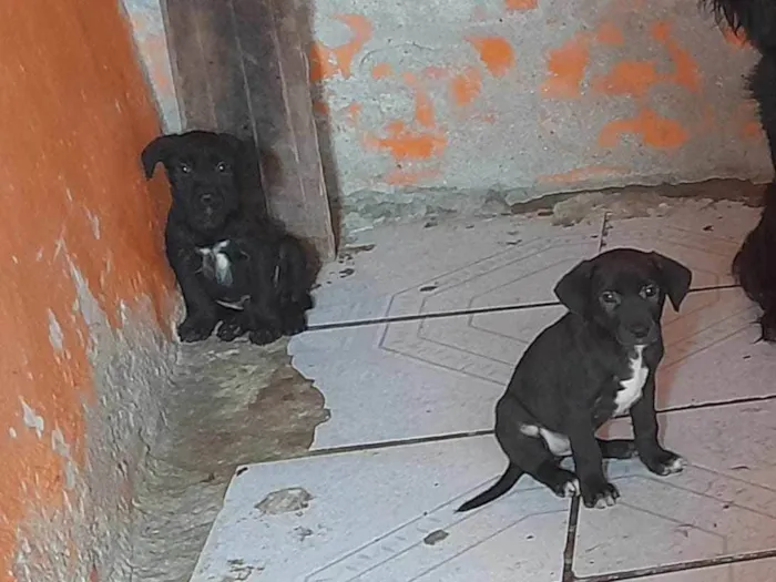 Cachorro ra a SRD-ViraLata idade 2 a 6 meses nome Não tem nome