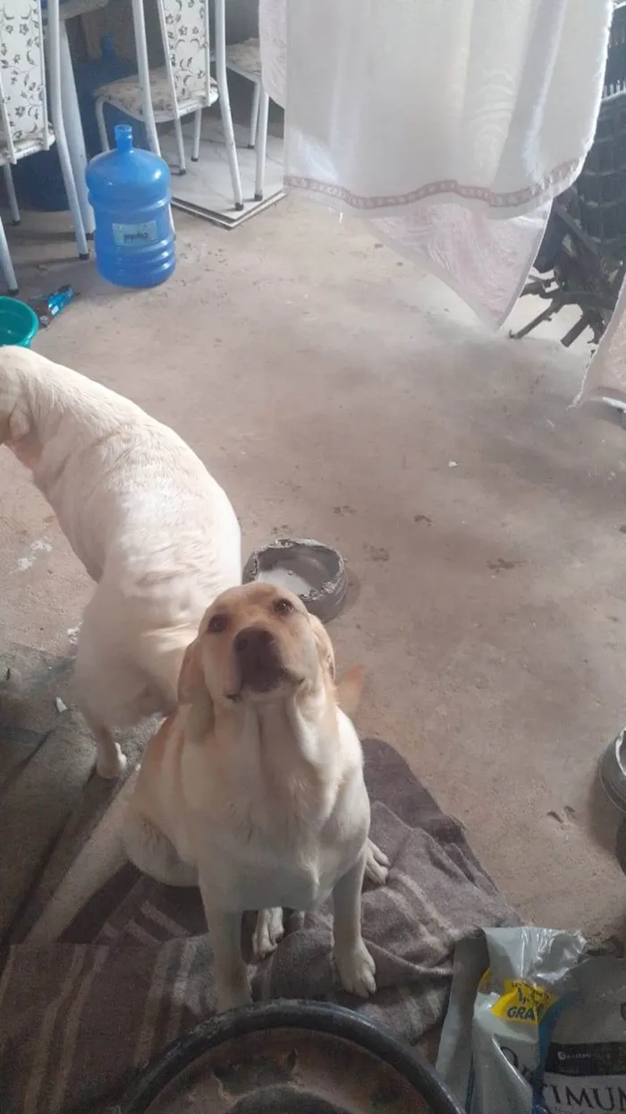 Cachorro ra a Labrador  idade 2 anos nome Bela 