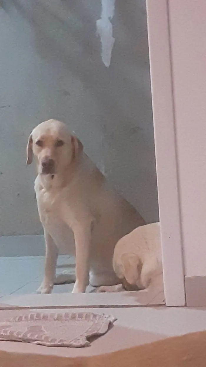 Cachorro ra a Labrador  idade 2 anos nome Bela 