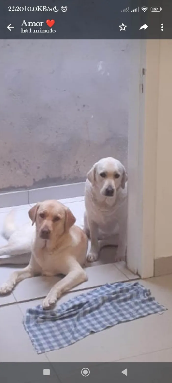 Cachorro ra a Labrador  idade 2 anos nome Bela 