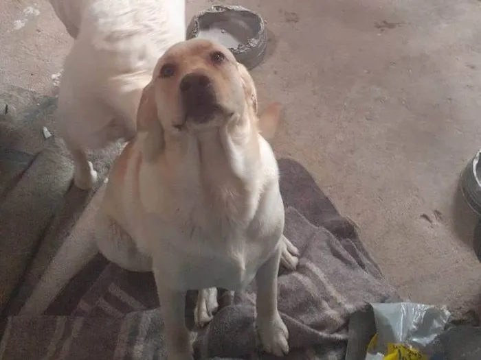 Cachorro ra a Labrador  idade 2 anos nome Bela 