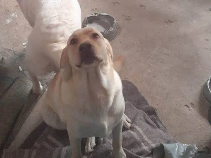 Cachorro ra a Labrador  idade 2 anos nome Bela 