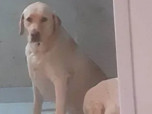 Cachorro raça Labrador  idade 2 anos nome Bela 