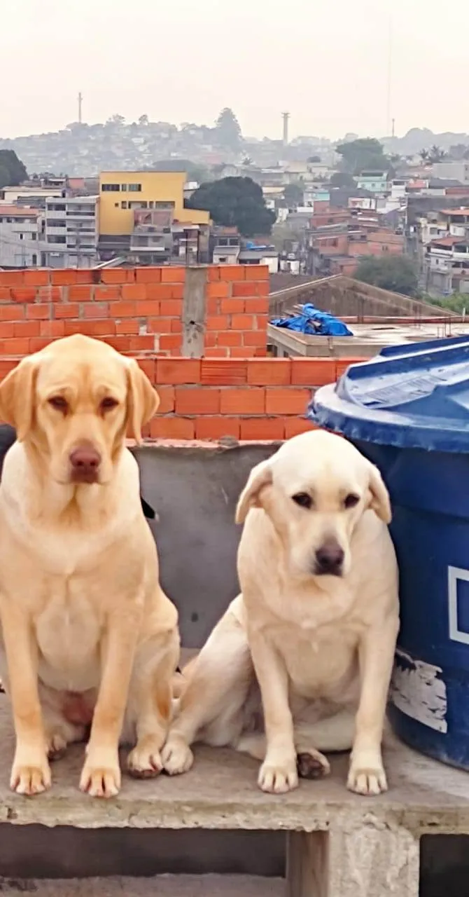 Cachorro ra a Labrador  idade 2 anos nome Jade