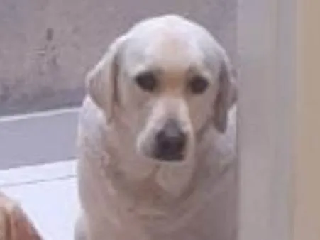 Cachorro ra a Labrador  idade 2 anos nome Jade