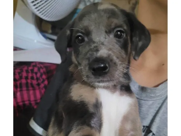 Cachorro ra a SRD-ViraLata idade 2 a 6 meses nome Maia