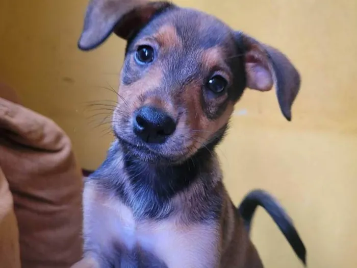 Cachorro ra a SRD-ViraLata idade 2 a 6 meses nome Zoe