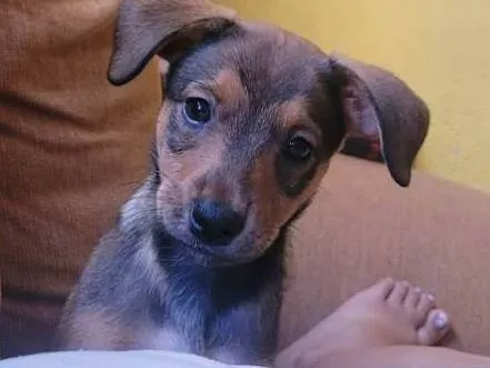 Cachorro ra a SRD-ViraLata idade 2 a 6 meses nome Zoe