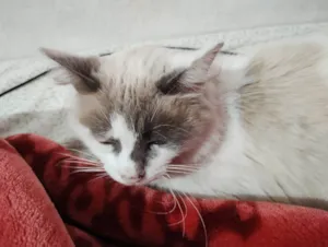 Gato raça 1/2 siamês idade 1 ano nome Jade