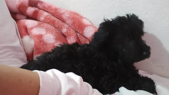 Cachorro ra a Poodle - pretinho idade 7 a 11 meses nome Gut