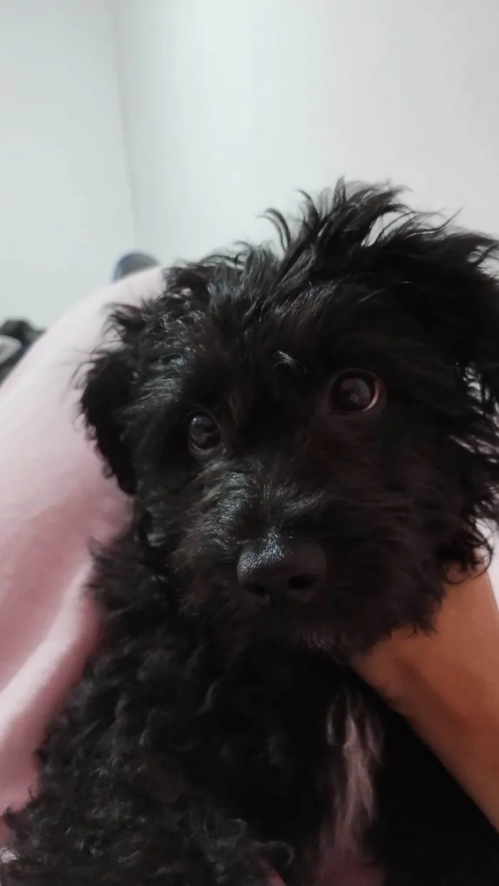 Cachorro ra a Poodle - pretinho idade 7 a 11 meses nome Gut