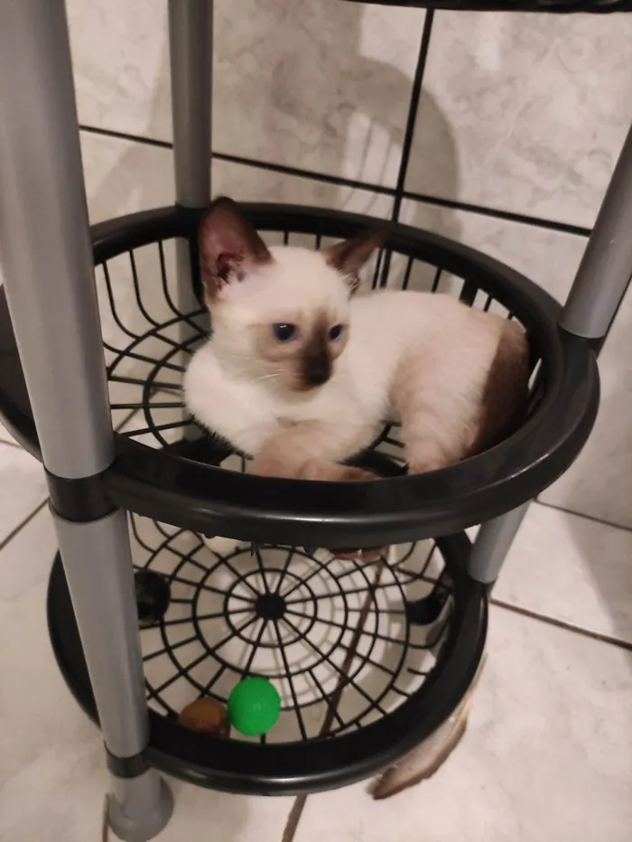 Gato ra a Srd idade 2 a 6 meses nome Noah