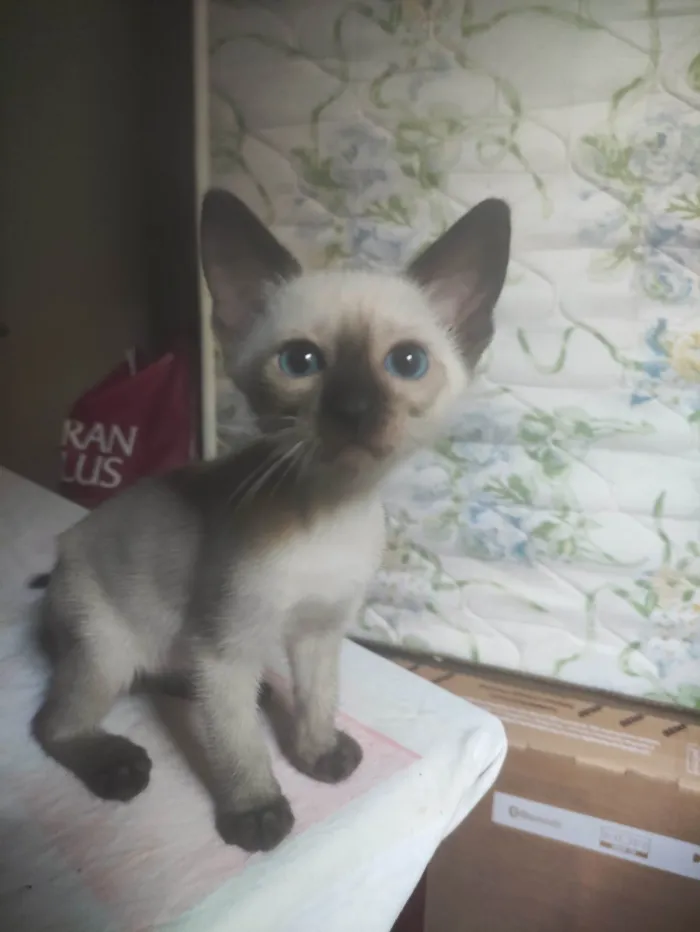 Gato ra a Srd idade 2 a 6 meses nome Noah