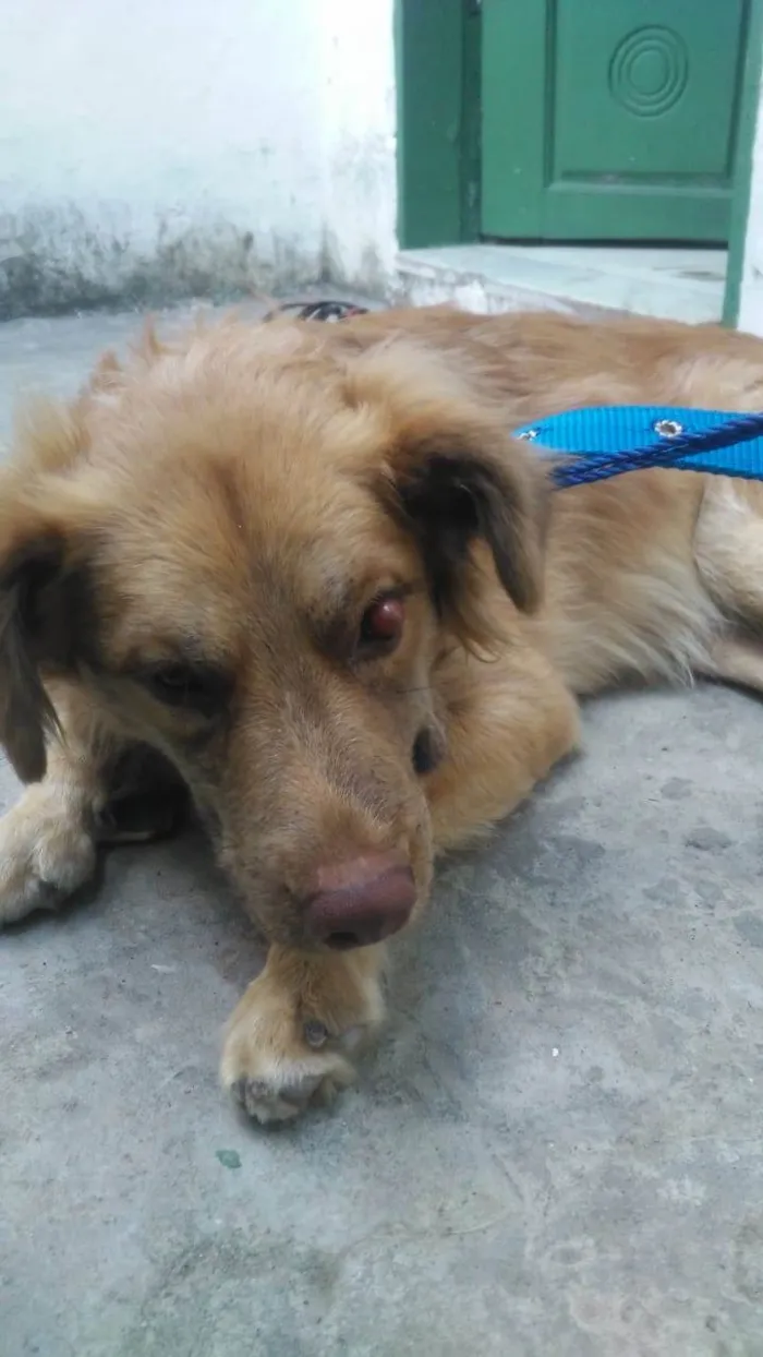 Cachorro ra a Rdf idade 3 anos nome Sem Nome