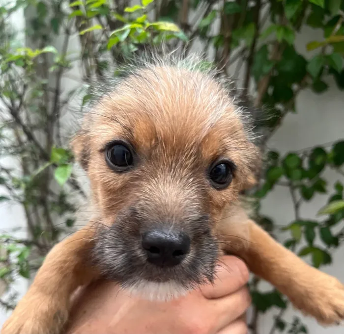 Cachorro ra a SRD-ViraLata idade 2 a 6 meses nome Barthô