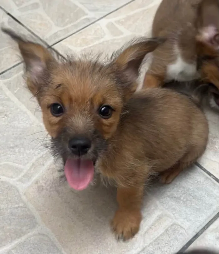 Cachorro ra a SRD-ViraLata idade 2 a 6 meses nome Barthô