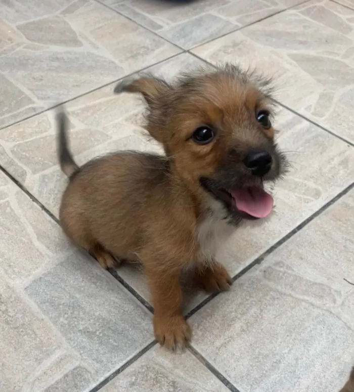 Cachorro ra a SRD-ViraLata idade 2 a 6 meses nome Barthô