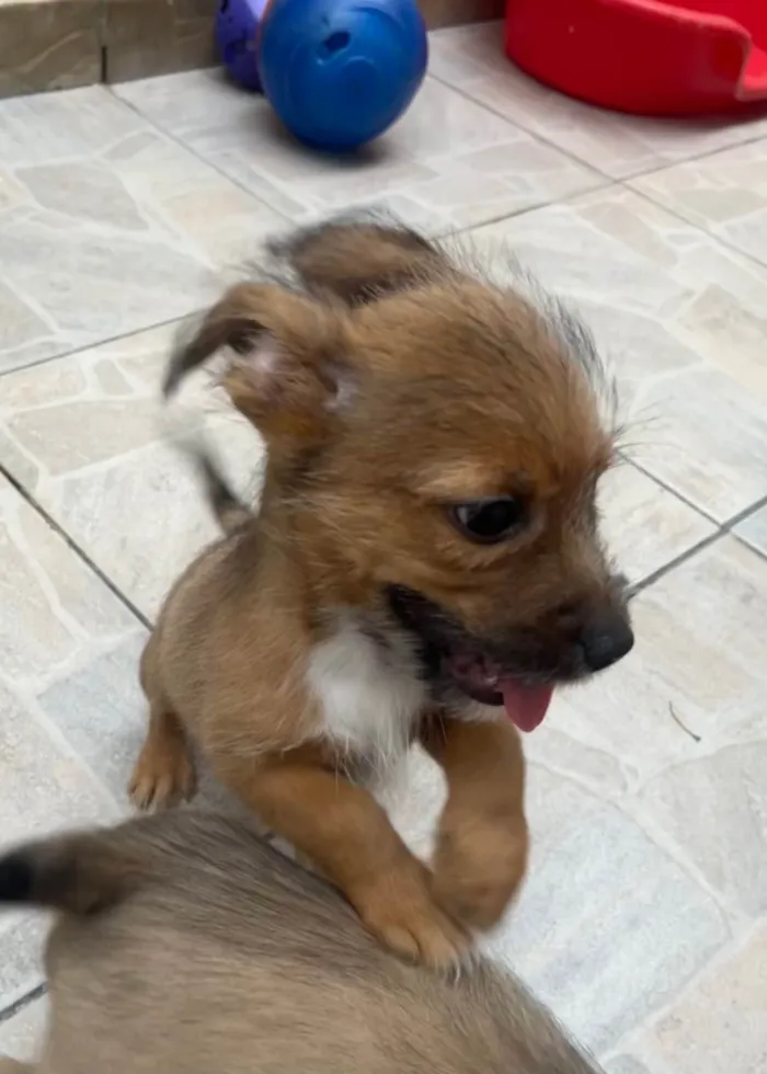 Cachorro ra a SRD-ViraLata idade 2 a 6 meses nome Barthô