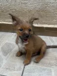 Barthô