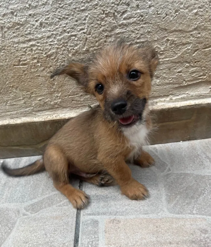 Cachorro ra a SRD-ViraLata idade 2 a 6 meses nome Barthô