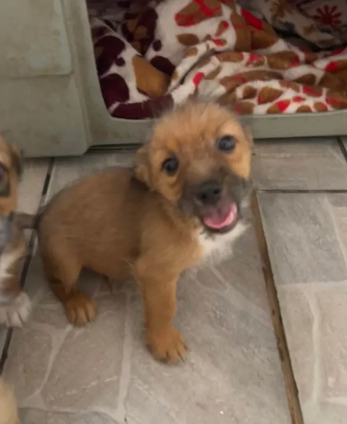 Cachorro ra a SRD-ViraLata idade 2 a 6 meses nome Barthô
