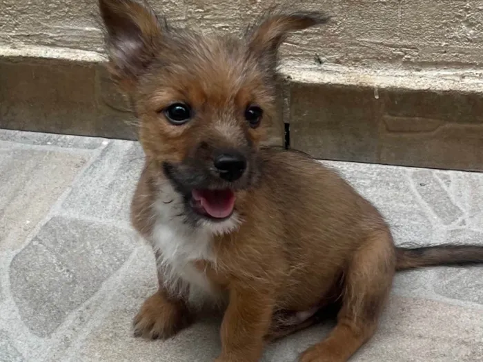 Cachorro ra a SRD-ViraLata idade 2 a 6 meses nome Barthô