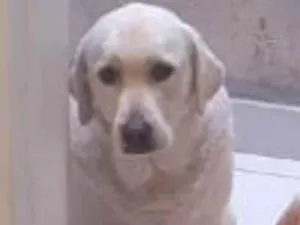 Cachorro raça Labrador  idade 2 anos nome Jade