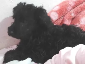 Cachorro raça Poodle - pretinho idade 7 a 11 meses nome Gut