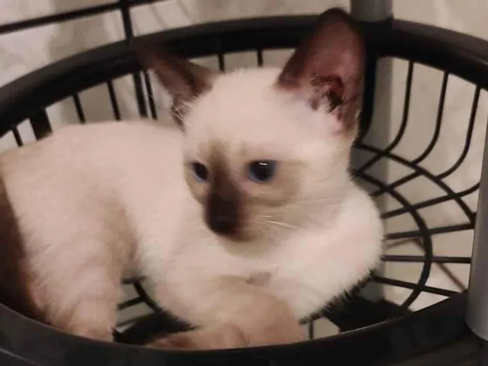 Gato ra a Srd idade 2 a 6 meses nome Noah