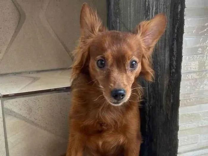 Cachorro ra a Pinheiro com Yorkshire  idade 1 ano nome Nino