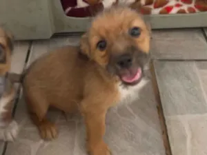 Cachorro raça SRD-ViraLata idade 2 a 6 meses nome Barthô