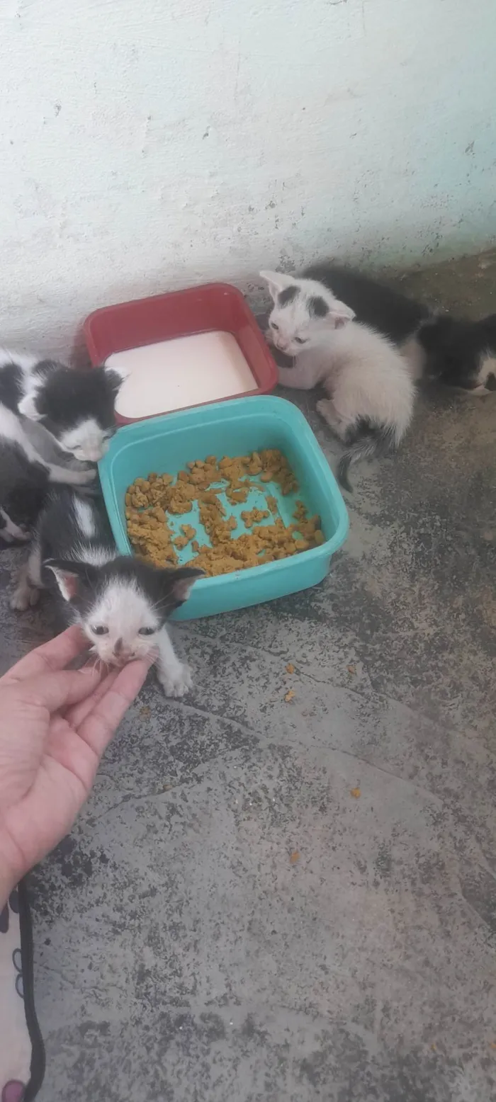 Cachorro ra a Caramelo idade 2 anos nome Lua