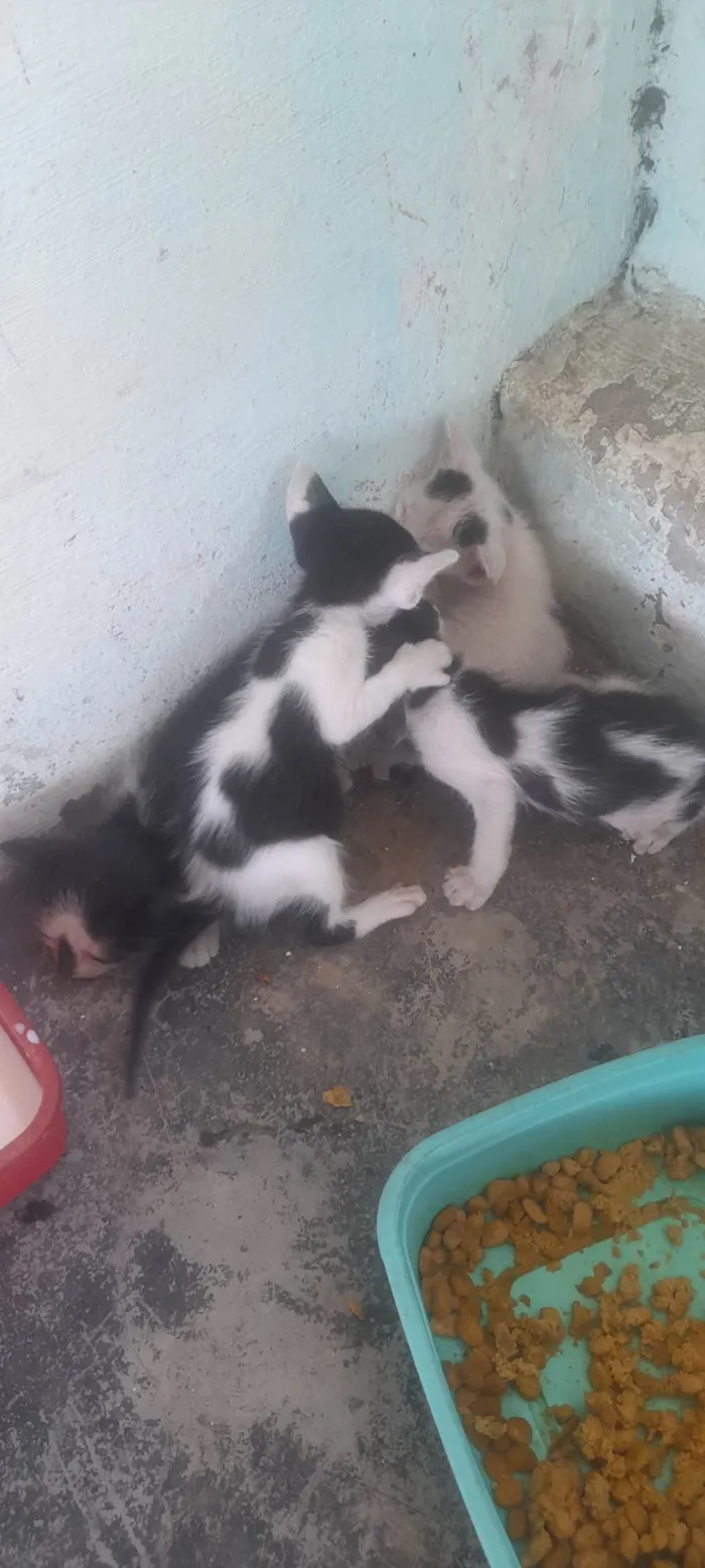 Cachorro ra a Caramelo idade 2 anos nome Lua