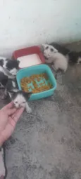 Bela , caramelo , lua e chorão 