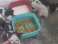 Bela , caramelo , lua e chorão 