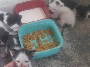 Gato raça SRD-ViraLata idade Abaixo de 2 meses nome Bela , caramelo , lua e chorão 