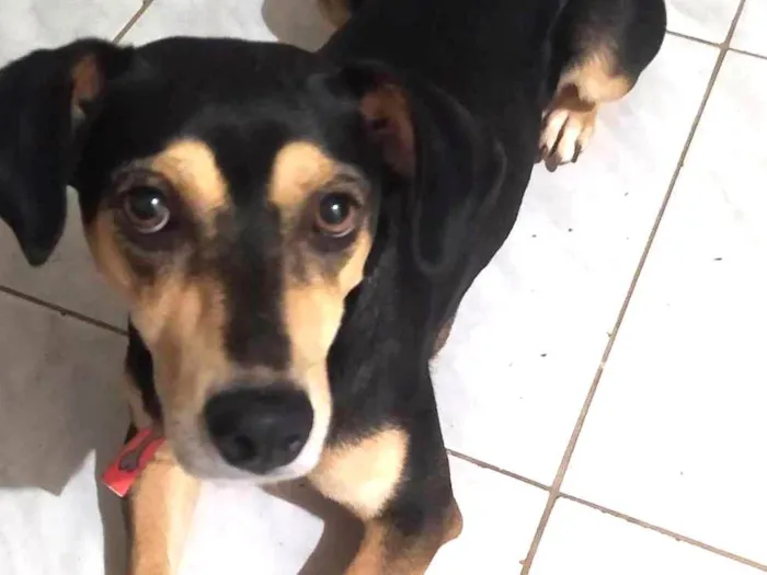 Cachorro ra a SRD-ViraLata idade 6 ou mais anos nome Cacau