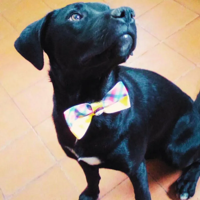 Cachorro ra a SRD-ViraLata idade 2 anos nome Dogueto