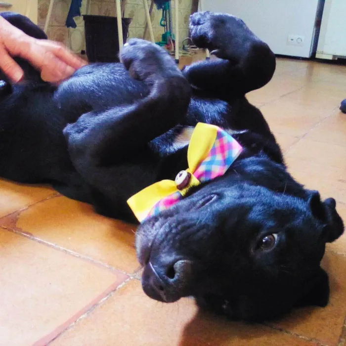 Cachorro ra a SRD-ViraLata idade 2 anos nome Dogueto