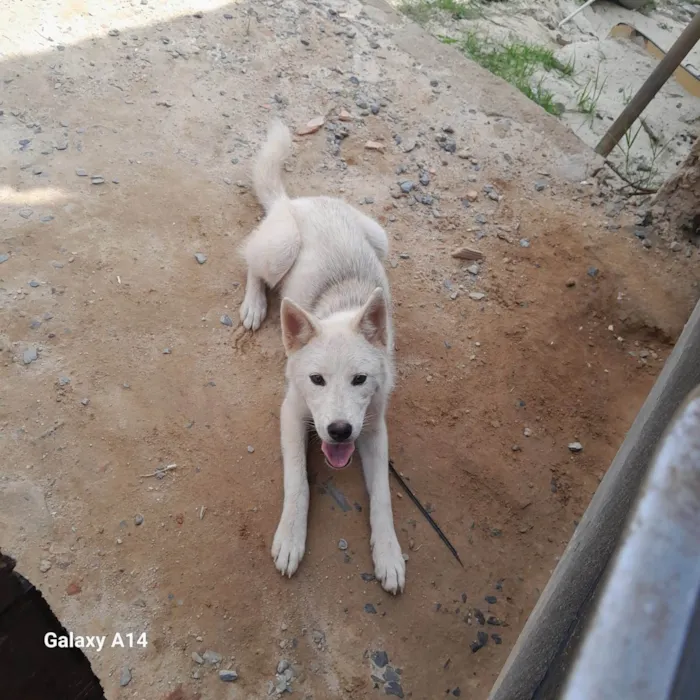 Cachorro ra a Caramelo idade 2 anos nome Lua