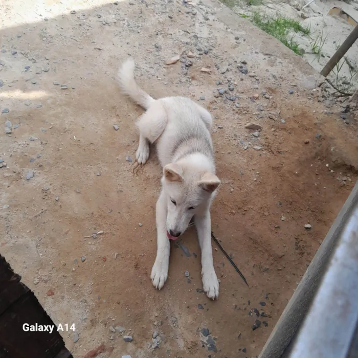 Cachorro ra a Laika idade 7 a 11 meses nome Luna