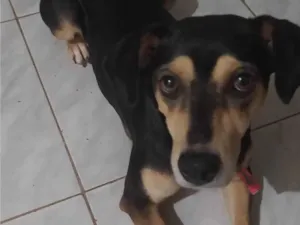 Cachorro raça SRD-ViraLata idade 6 ou mais anos nome Cacau