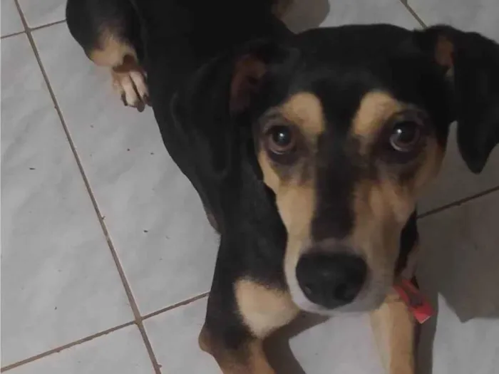 Cachorro ra a SRD-ViraLata idade 6 ou mais anos nome Cacau