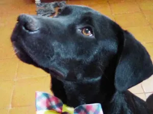 Cachorro raça SRD-ViraLata idade 2 anos nome Dogueto