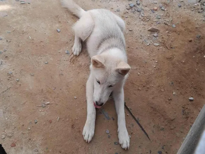 Cachorro ra a Laika idade 7 a 11 meses nome Luna