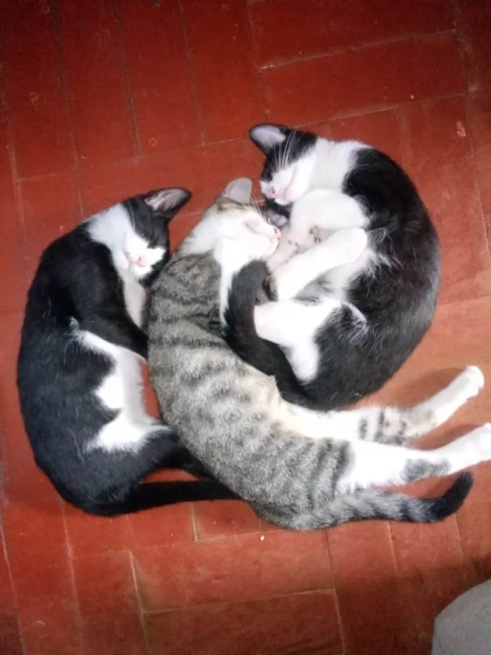Gato ra a SRD idade 2 a 6 meses nome Trio Gatinhos machos