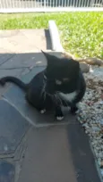 Pantera Negra